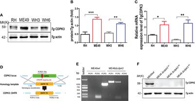 Toxoplasma gondii CDPK3 Controls the Intracellular Proliferation of Parasites in Macrophages